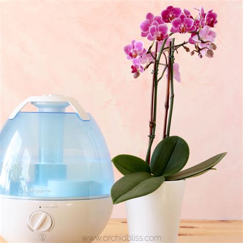 moisture meter orchid|best humidifier for orchids.